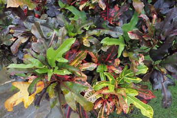 Diverse assortment of foliage displays shades of green, red, and yellow, reflecting the beauty of nature in park. The plants appear lush and healthy after rainfall.