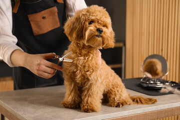 Groomer cutting cute dog's hair in salon, closeup