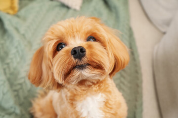 Cute Maltipoo dog on sofa at home