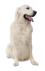 Cute Golden Retriever dog on white background