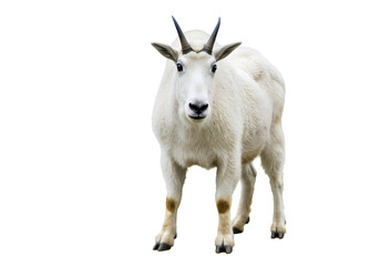 Obraz premium Majestic Mountain Goat on White Background isolated on white background