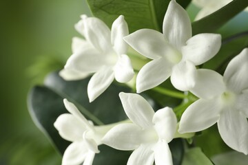 Fototapeta premium Beautiful jasmine plant with flowers on blurred background, closeup