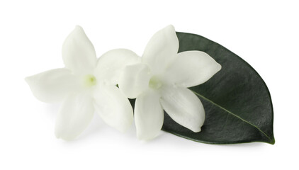 Beautiful aromatic jasmine flowers and leaf isolated on white