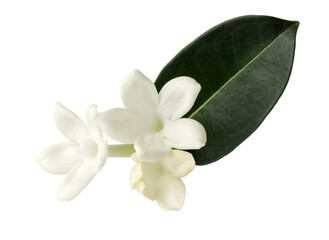 Beautiful aromatic jasmine flowers and leaf isolated on white