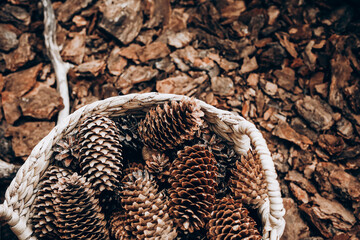Collection of pine cones gathered from the forest floor in a woven basket during autumn