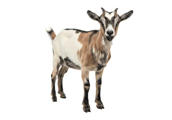 Fototapeta premium Adorable Goat Photo Farm Animal Images Goat Pictures White and Brown Goat isolated on white background