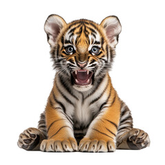 Fototapeta premium Cute Tiger Cub Roaring