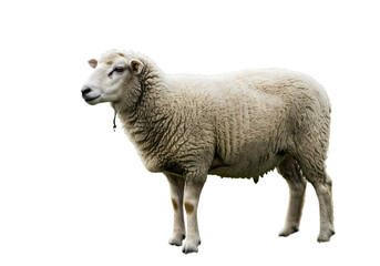 Fototapeta premium Fluffy Sheep on White Background isolated on white background