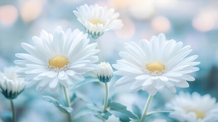 Fototapeta premium Soft White Daisies in a Dreamy Garden
