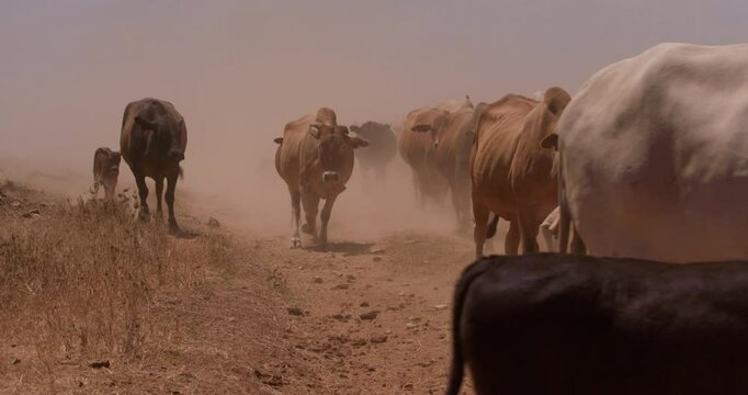 Wide shot of a flock of boran cattle (Bos indicus) strolling across the grasslands of kenya during the evening in dust veil 