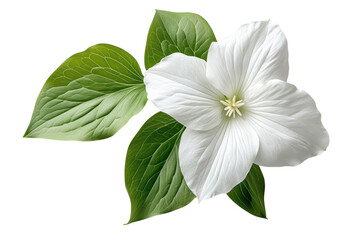 Obraz premium A pristine white trillium flower blossoms showcasing delicate petals and vibrant green leaves on transparent background