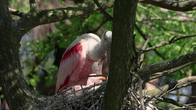 Roseate spoonbill nesting in Florida 