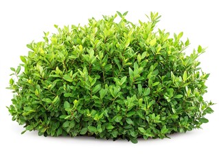 Fototapeta premium Vibrant green tropical bush with rich texture, perfect for outdoor scene designs, isolated white background.