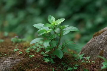Obraz premium Lush Green Sprout Emerging: A Serene Nature Photograph