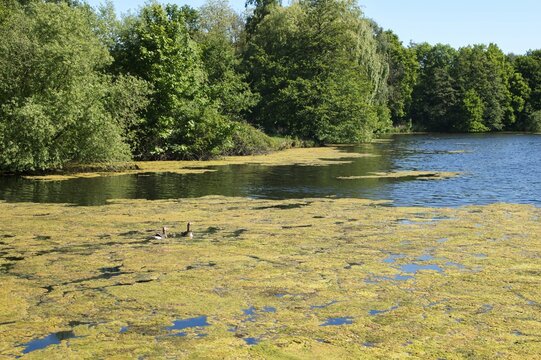 Ducks swimming in a pond covered with green algae on a sunny day