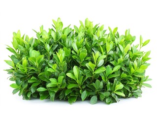 Obraz premium Dense leafy tropical green bush, perfect for landscaping visuals, isolated on clean white background.