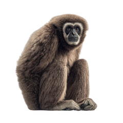 Fototapeta premium Captivating Gibbon: A Glimpse into Primate Beauty