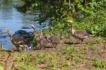 Greylag goose family resting near lake in lush green environment