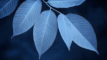 Stunning Blue Leaf Vein Detail Closeup Photography