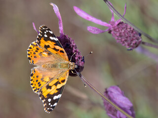 Vanessa cardui butterfly on wild lavender in soft spring light.