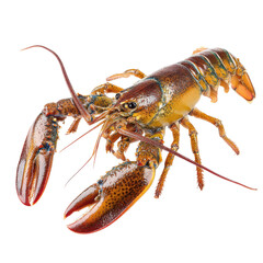 Vibrant Lobster on Black Background with Transparent Background