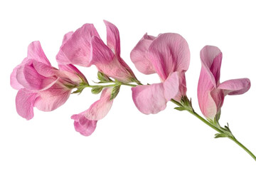 Delicate pink flowers blooming a graceful stem elegantly curved against a stark black on transparent background