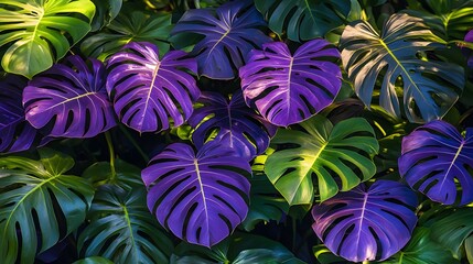 Vibrant Purple and Green Monstera Leaves Tropical Background