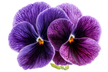 Delicate purple pansies blossom close up against a black background showcasing intricate on transparent background