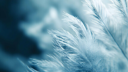 Obraz premium Delicate plumes: An intimate macro view of soft feathers in calming blue tones