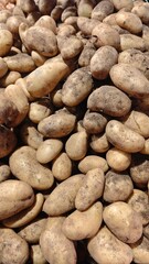 Unwashed fresh potatoes piled in bulk with visible dirt on skin under market lighting. Concept of raw produce, agricultural harvest and natural food preparation