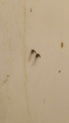 Close-up View of Small Insects on a Light-Colored Wall with Subtle Background Texture