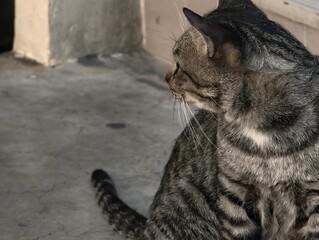 Striped Domestic Cat Sitting Calmly on Stone Surface in Natural Light