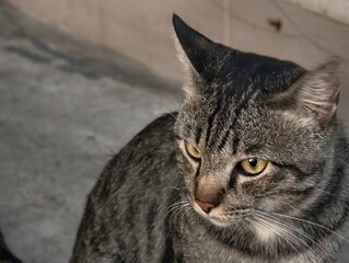Close-up Portrait of a Playful Grey Tabby Cat with Striking Eyes and Unique Ear Shape