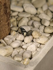 Delicate Butterfly Resting on White Pebbles in Natural Garden Setting