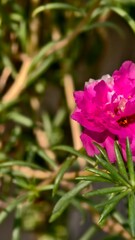Bright Pink Flower Surrounded by Green Leaves in Natural Sunlight on a Garden Background