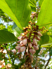 Pongamia pinnata flowers also known as Indian beech or Pongam oiltree