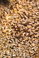 Young beekeeper  taking care of bee hives