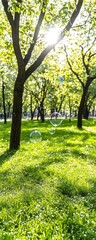 Sunlight streams through green trees in a park, illuminating grass and floating soap bubbles in a peaceful, natural setting.