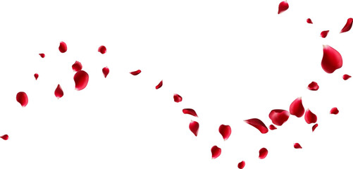 Red rose petals fly in a circle. The center free space for Your photos or text. white background
