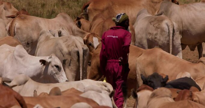 Wide shot of a shepherd in between a flock of boran cattle (Bos indicus) in the savanna during the evening in kenya