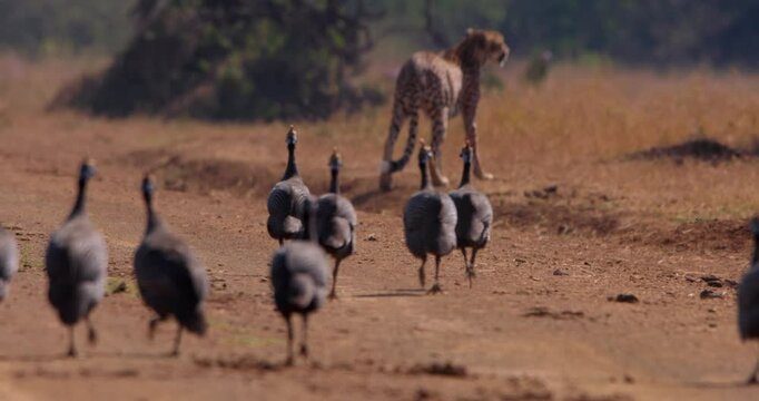 Wide shot of a group of helmeted guinea fowls (Numida meleagris) running behind two cheetahs during daybreak at a kenyan in a plain
