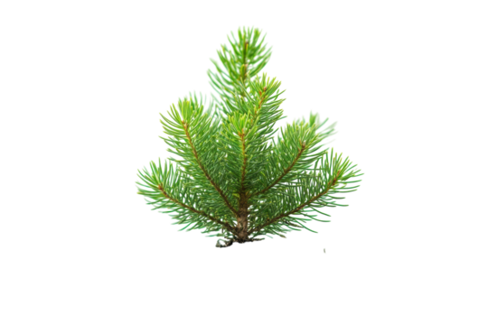 Lush green fir sprig isolated on black background vibrant needles perfect for design projects on transparent background - Powered by Adobe