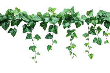 Lush green ivy vines cascading against a stark black background vibrant foliage details rich on transparent background