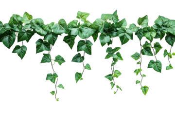 Lush green ivy vines cascading against a stark black background vibrant foliage details rich on transparent background