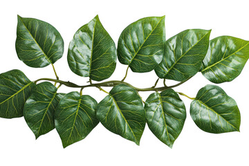 Fototapeta premium Lush green leaf branch isolated on black background showcasing vibrant foliage detail with on transparent background
