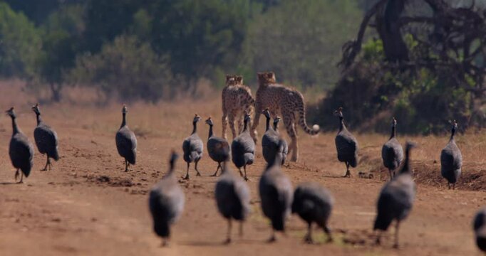 Wide shot of a flock of helmeted guinea fowls (Numida meleagris) running at the heels of darting cheetahs at daybreak in the plains of kenya