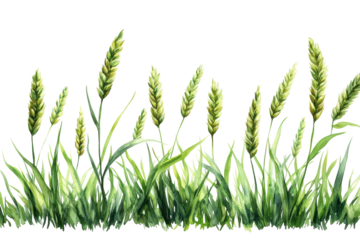 Lush green watercolor wheatgrass border perfect for summer designs nature scenes and farm on transparent background