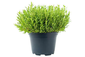 Lush Rosemary Herb Plant in a Dark Pot Vibrant Green Foliage Isolated on Black on transparent background