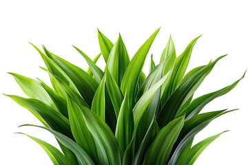 Fototapeta premium Lush vibrant green leaves against a black background showcasing nature s beauty with rich on transparent background
