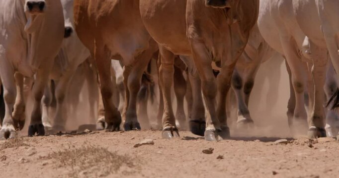 Close up shot of a herd of boran cattle (Bos indicus) legs walking in the savanna during evening in kenya